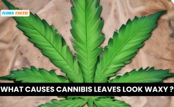 what causes cannibis leaves look waxy