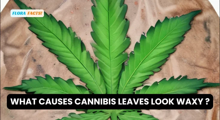 what causes cannibis leaves look waxy