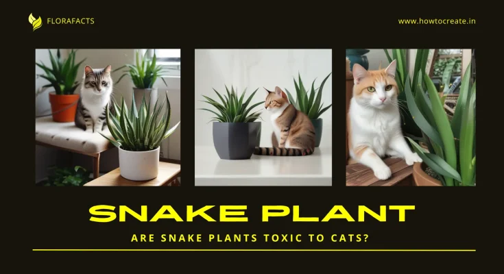 Are Snake Plants Toxic to Cats? 