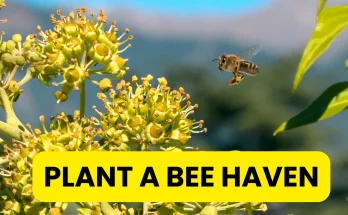 Can You Plant a Bee Haven in August?