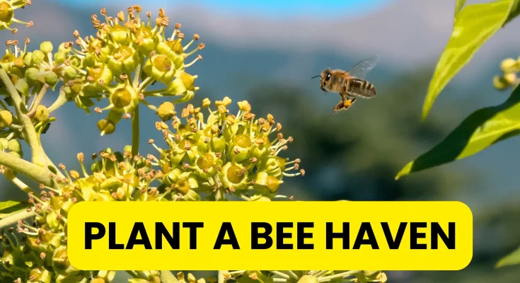 Can You Plant a Bee Haven in August?