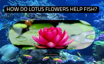 How Do Lotus Flowers Help Fish?