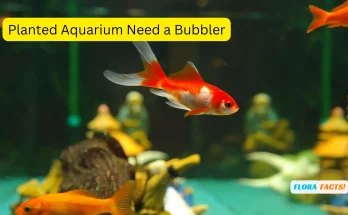 Does a Planted Aquarium Need a Bubbler