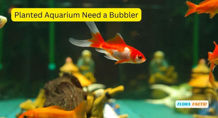 Does a Planted Aquarium Need a Bubbler