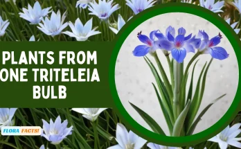 How Many Plants from One Triteleia Bulb ?