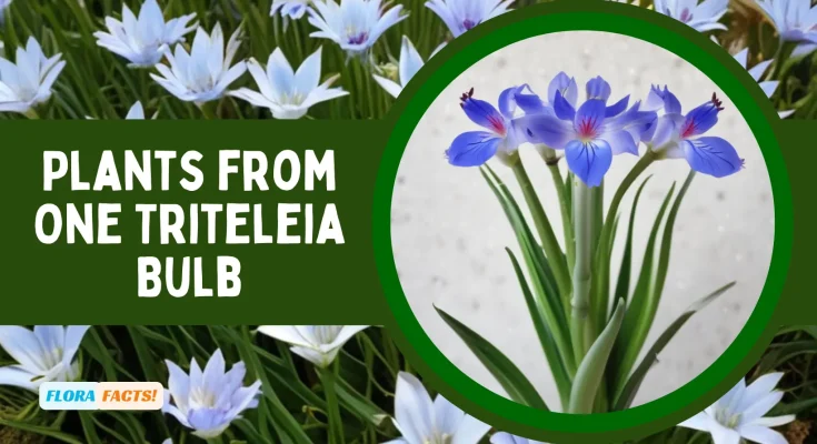 How Many Plants from One Triteleia Bulb ?