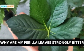 Why are my perilla leaves strongly bitter