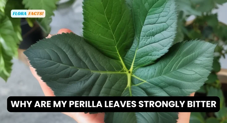 Why are my perilla leaves strongly bitter