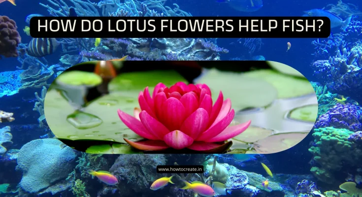 How Do Lotus Flowers Help Fish?