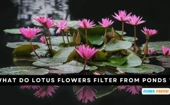 What do lotus flowers filter from ponds ?