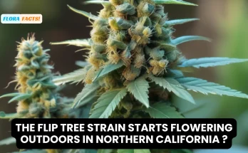 When the Flip Tree Strain Starts Flowering Outdoors in Northern California