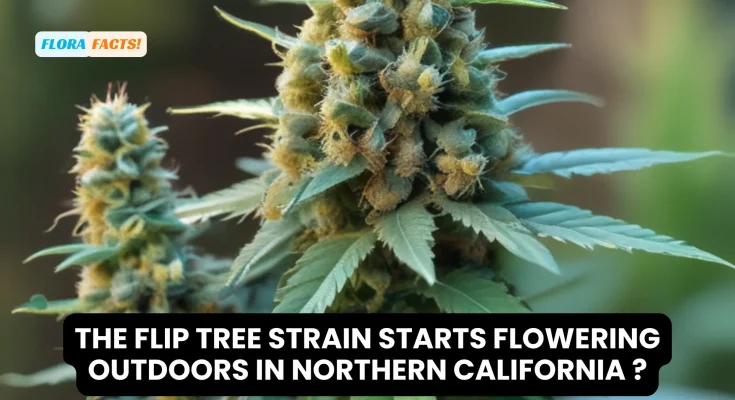 When the Flip Tree Strain Starts Flowering Outdoors in Northern California