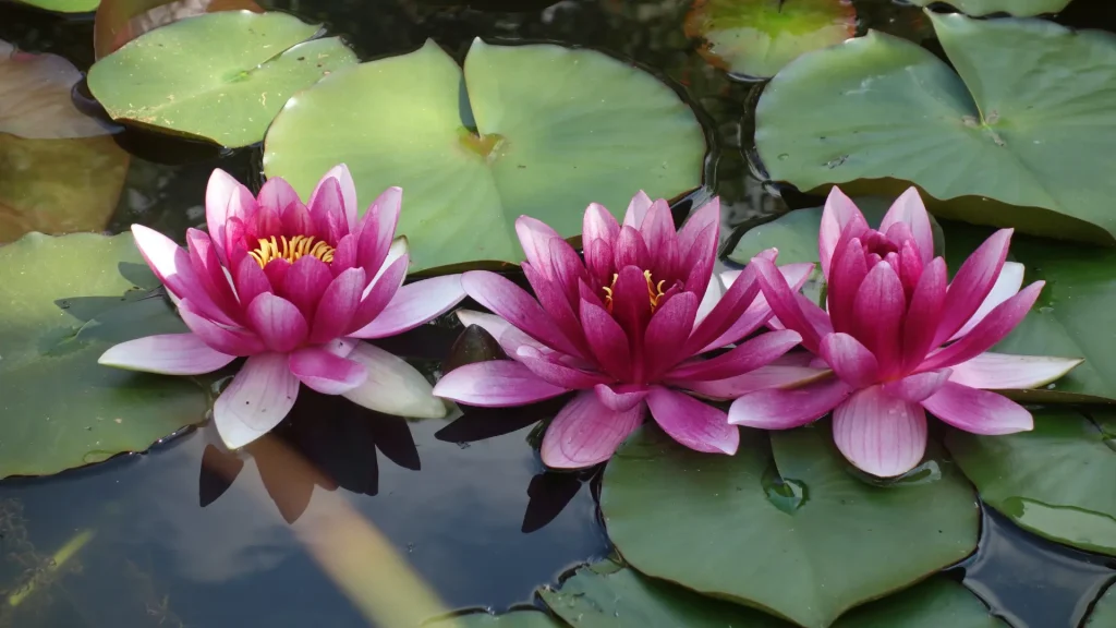 How Do Lotus Flowers Help Fish?