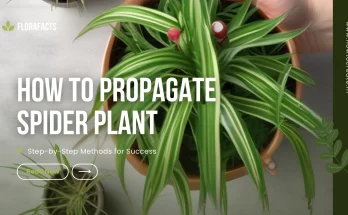 How to Propagate Spider Plant