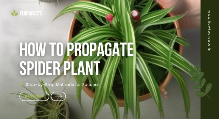 How to Propagate Spider Plant