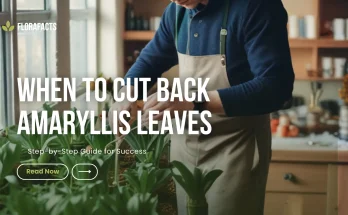 When to Cut Back Amaryllis Leaves