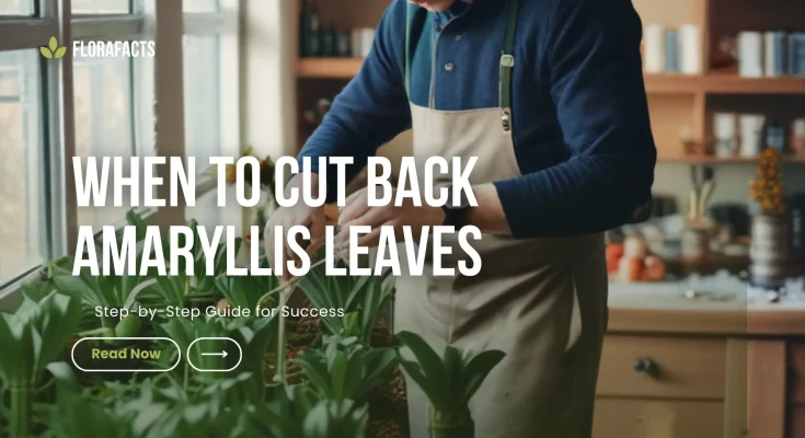 When to Cut Back Amaryllis Leaves