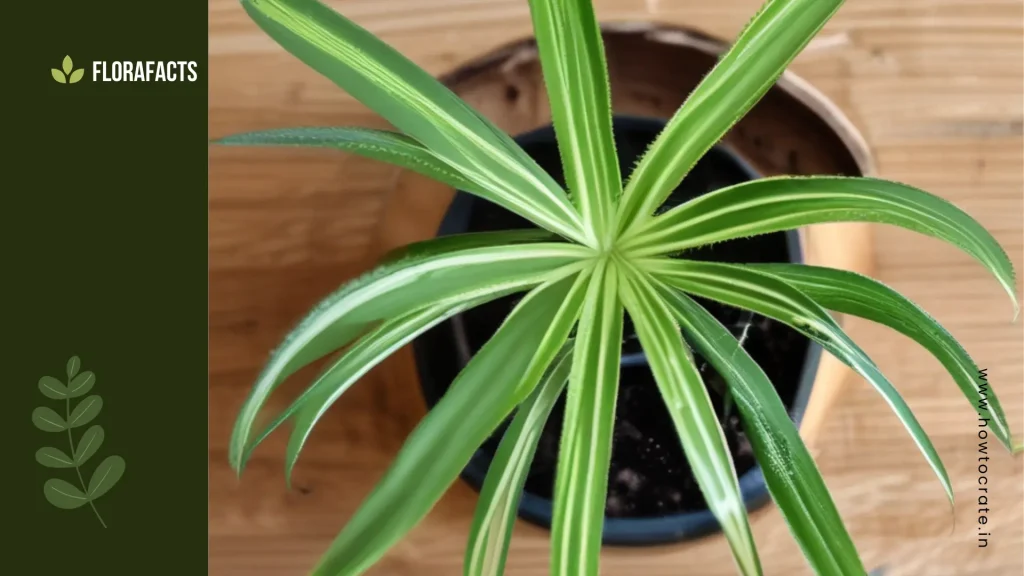 How to Propagate Spider Plant