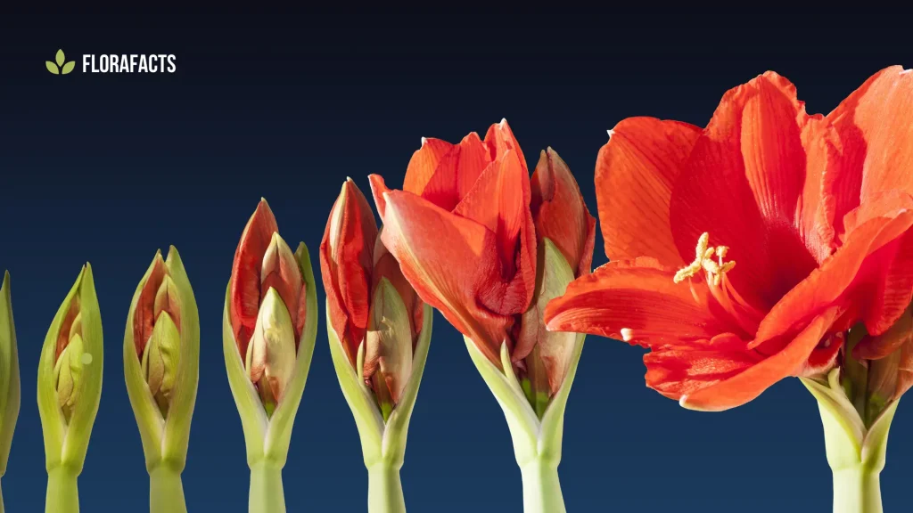 When to Cut Back Amaryllis Leaves