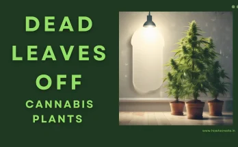 Should You Take Dead Leaves Off of Cannabis Plants?