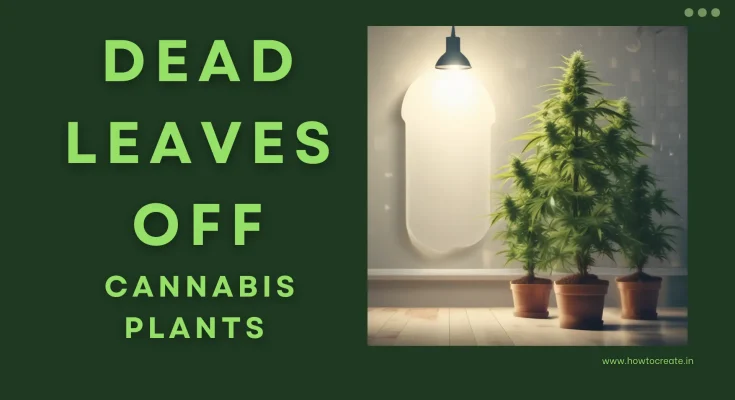 Should You Take Dead Leaves Off of Cannabis Plants?