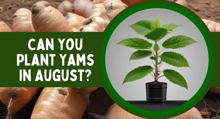 Can I Plant Yams in August in Zone 9a