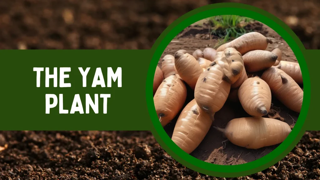 Can I Plant Yams in August in Zone 9a