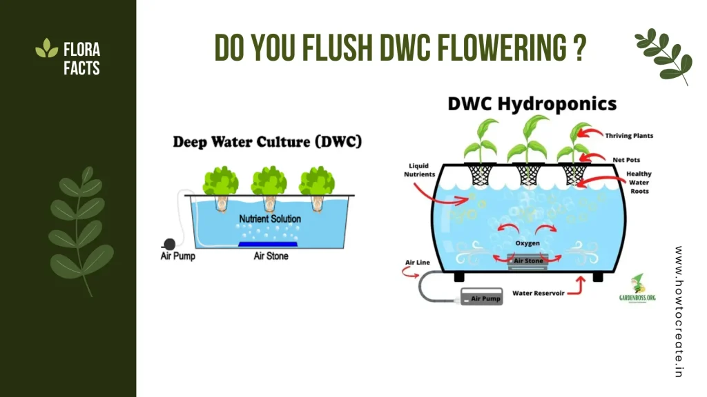 do you flush dwc flowering