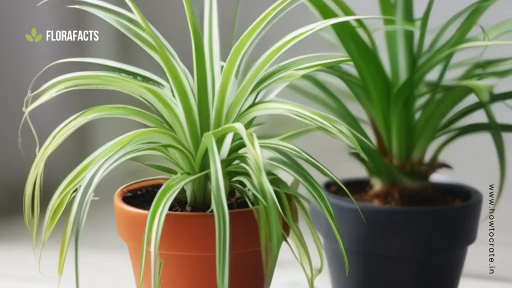 How to Propagate Spider Plant