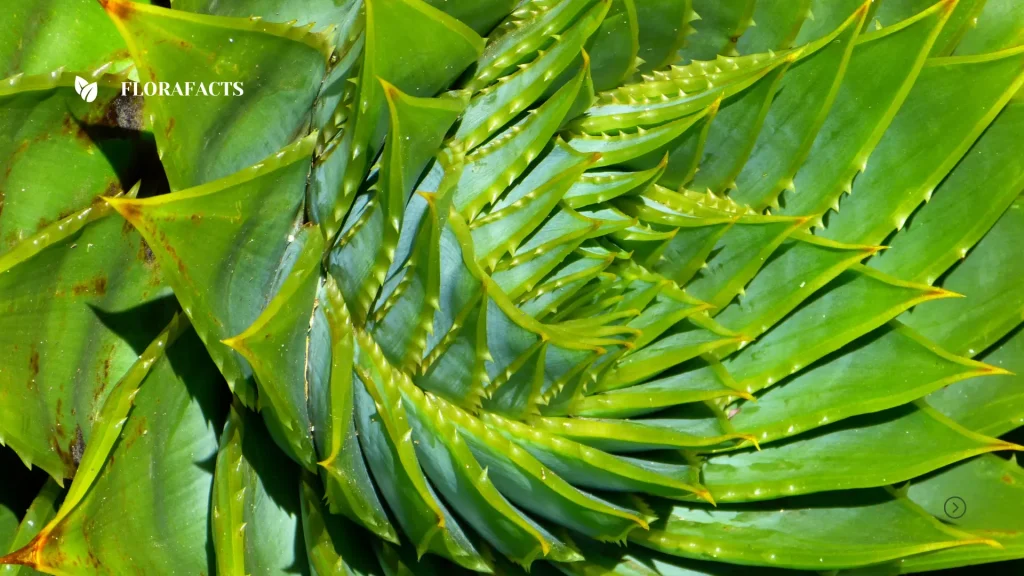 How can you make your aloe leaves soft and chewy ?