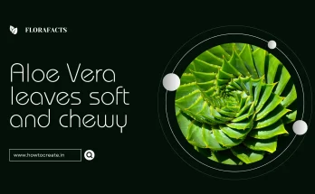 How can you make your aloe leaves soft and chewy ?