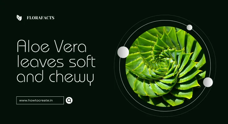 How can you make your aloe leaves soft and chewy ?