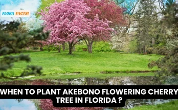 When to Plant Akebono Flowering Cherry Tree in Florida ?