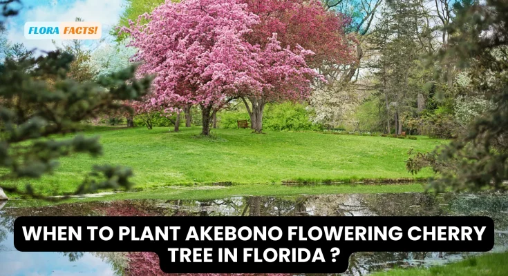 When to Plant Akebono Flowering Cherry Tree in Florida ?