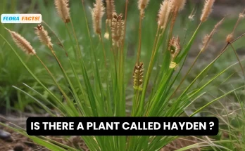 is there a plant called hayden