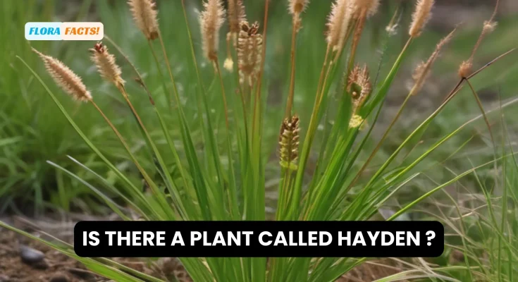 is there a plant called hayden