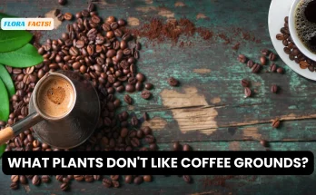 What Plants Don't Like Coffee Grounds?