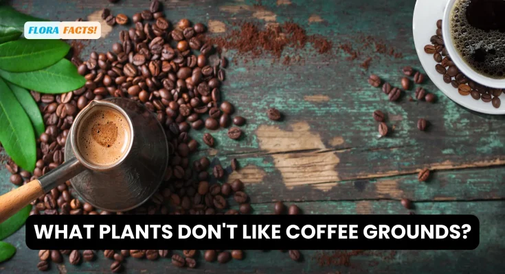 What Plants Don't Like Coffee Grounds?