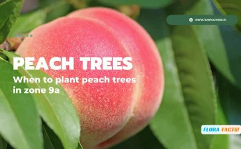 When to plant peach trees in zone 9a