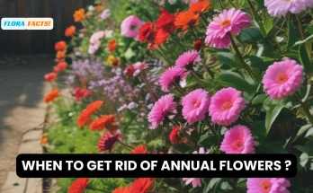 When to get rid of annual flowers ?