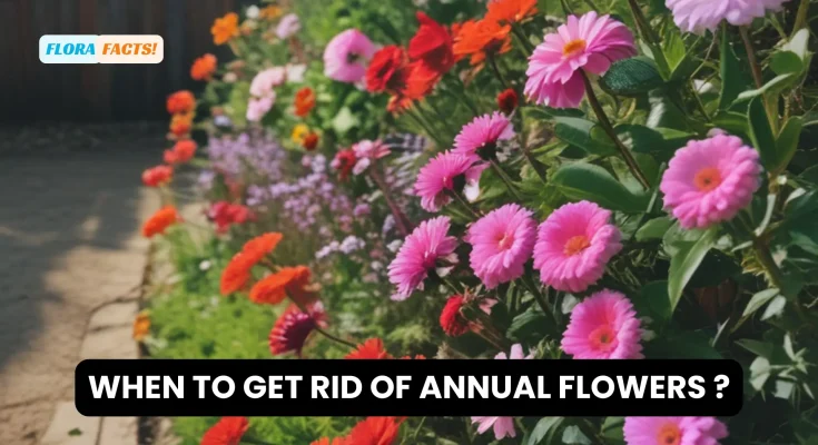 When to get rid of annual flowers ?