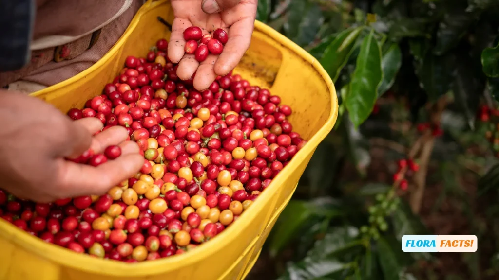 What Plants Don't Like Coffee Grounds?