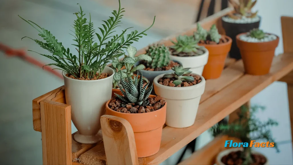 Do Flowers Bloom Again in the Same Pot