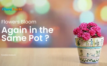 Do Flowers Bloom Again in the Same Pot