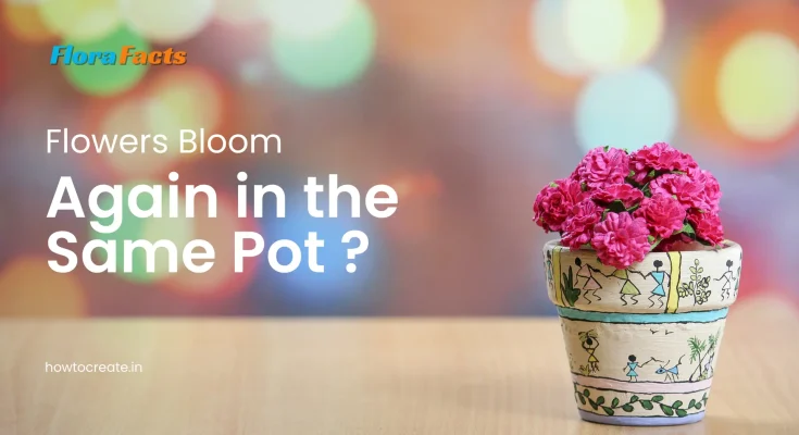 Do Flowers Bloom Again in the Same Pot